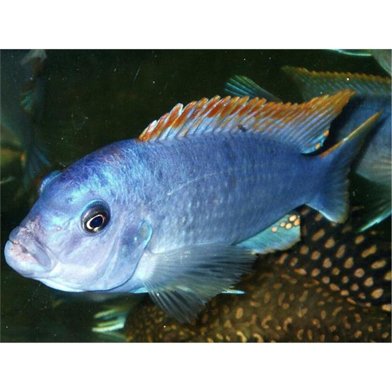 Labidochromis lipingo - imagine 3